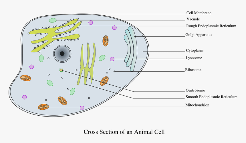 Endoplasmic Reticulum - Animal Cell Clip Art, HD Png Download, Free Download