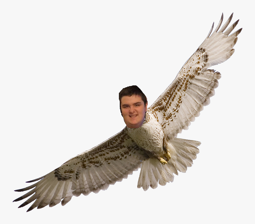 Hawk Transparent Background, HD Png Download, Free Download