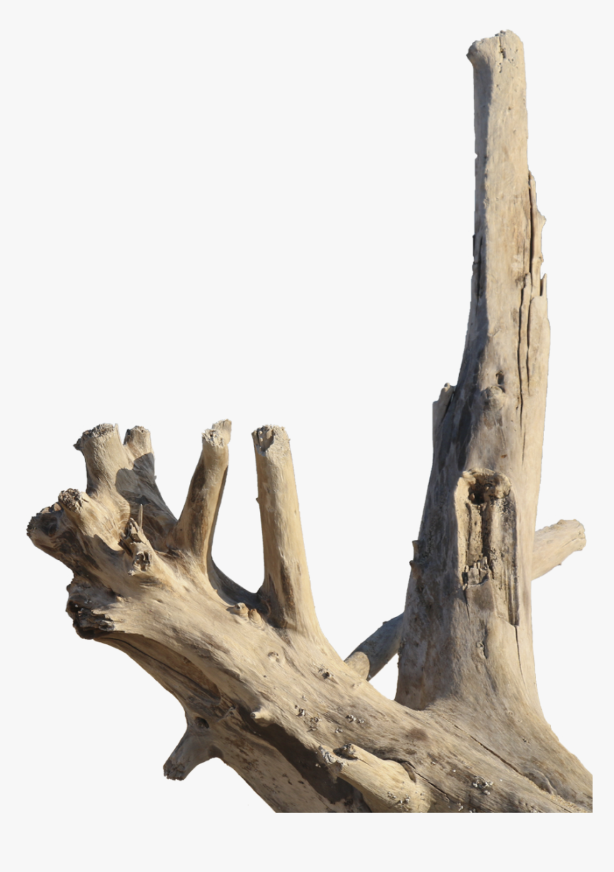 Driftwood, HD Png Download, Free Download