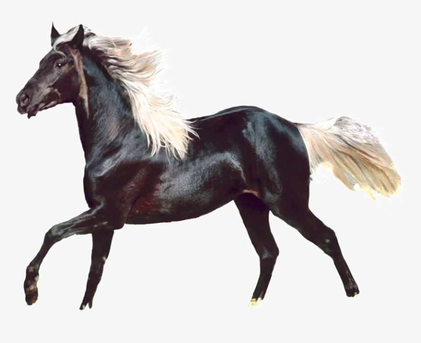 Aesthetically Beautiful Horse Png - Stallion, Transparent Png, Free Download