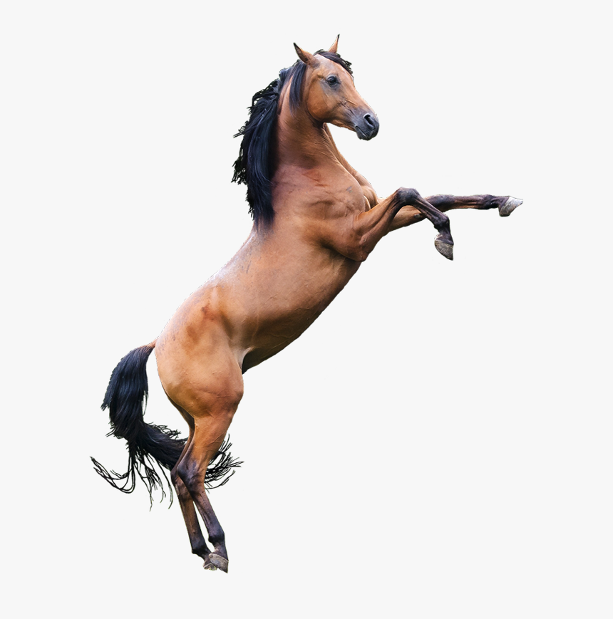 Transparent Mustang Horse Png - Pferd Auf Zwei Beinen, Png Download, Free Download