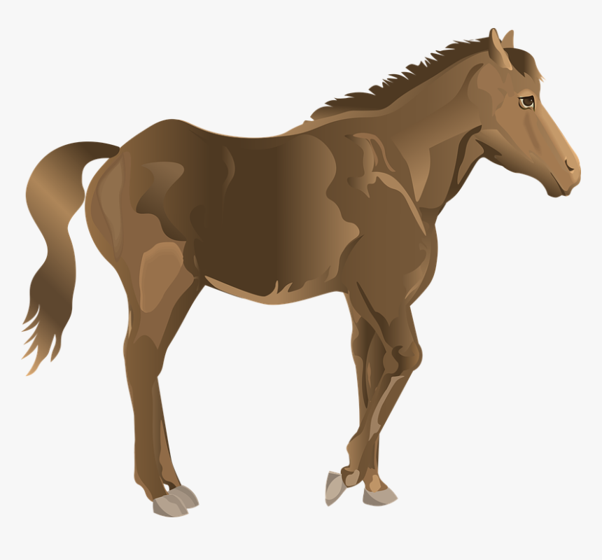 Stallion, Horse, Bay, Mammal, Equestrian, Equine, Ride - Sorrel, HD Png Download, Free Download