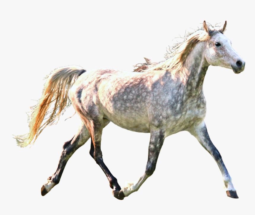 Horse Trotting Dapple Free Photo - Mane, HD Png Download, Free Download