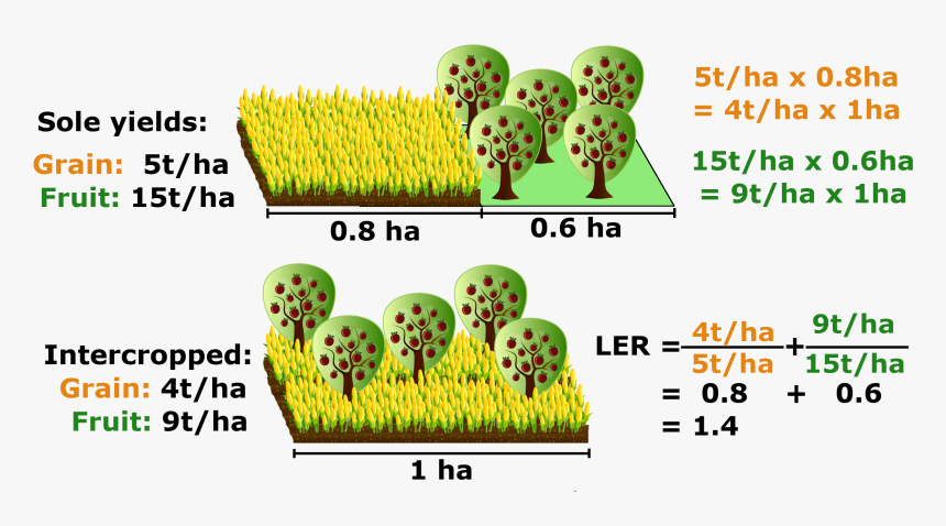Land Equivalent Ratio - Monoculture Vs Polyculture, HD Png Download, Free Download