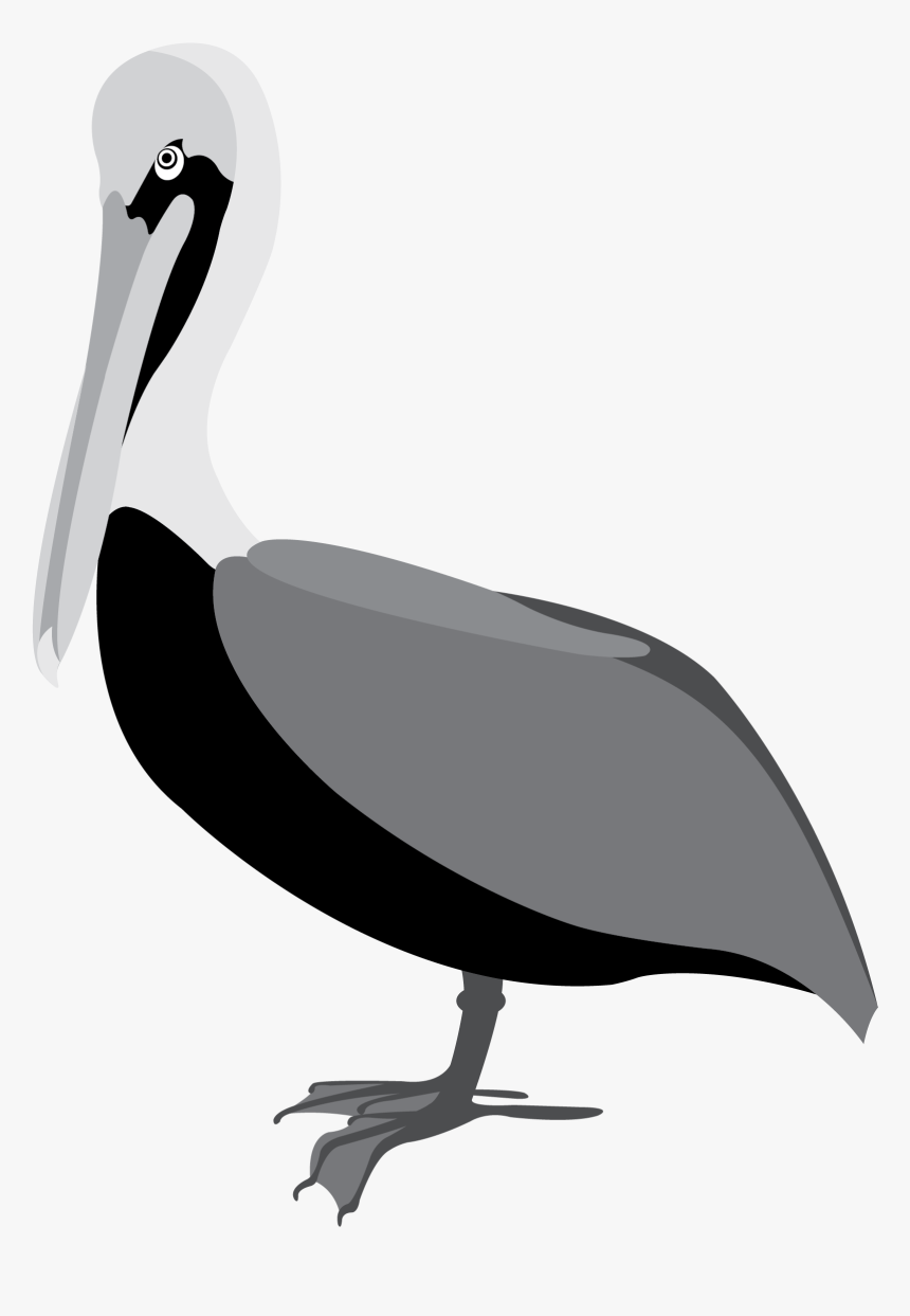 Pelican Clipart Vector - Pelican Clipart, HD Png Download, Free Download