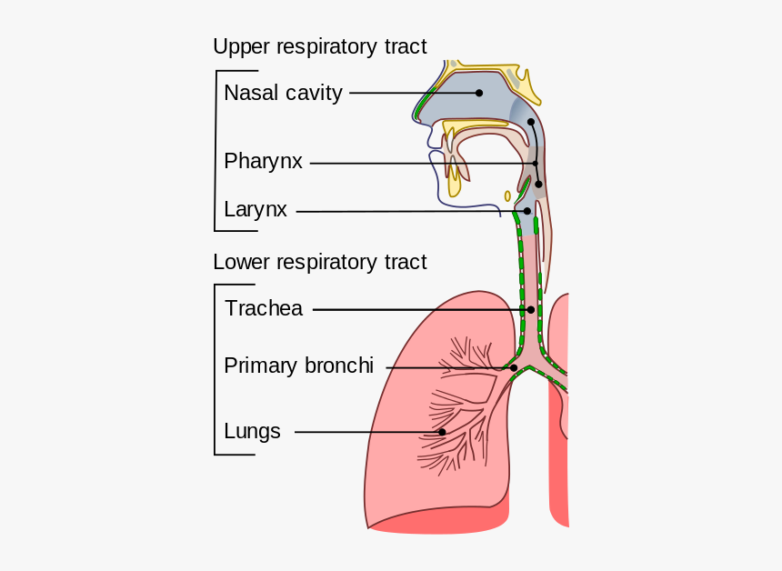 上 呼吸道 下 呼吸道, HD Png Download, Free Download