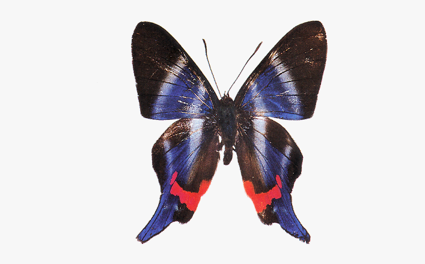 Brush-footed Butterfly, HD Png Download, Free Download