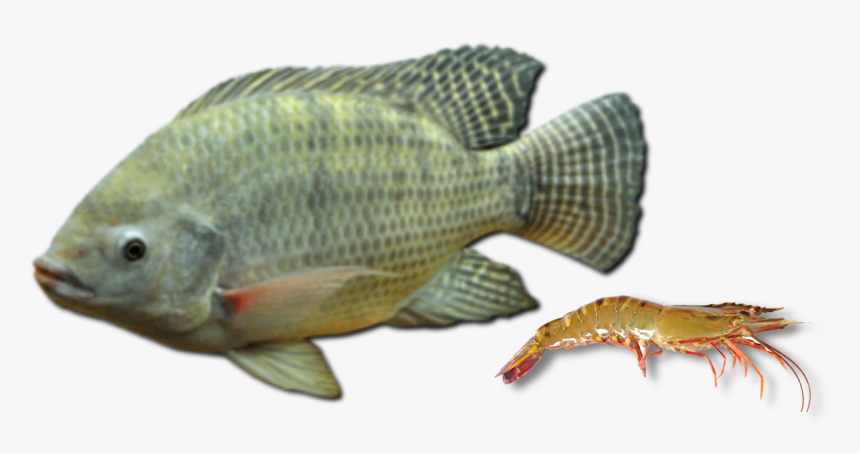 Tilapia Fish Png, Transparent Png, Free Download