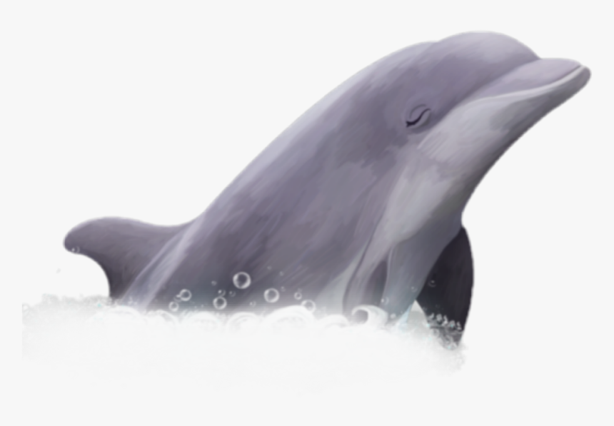 Dolphin Png, Transparent Png, Free Download