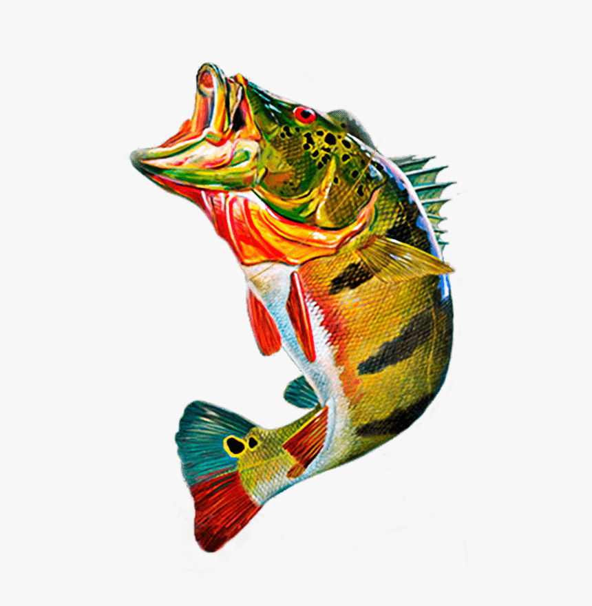 Peacock Bass Png, Transparent Png, Free Download