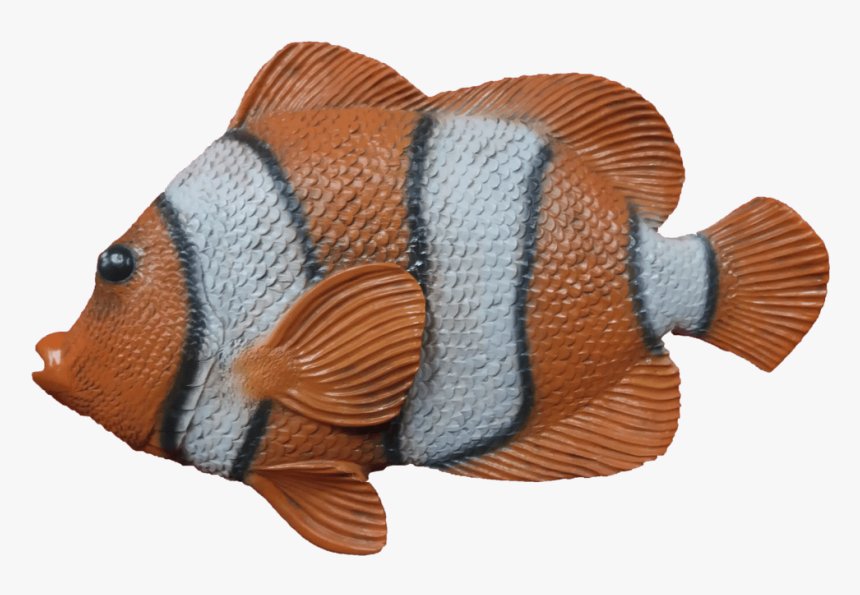 Coral Reef Fish, HD Png Download, Free Download