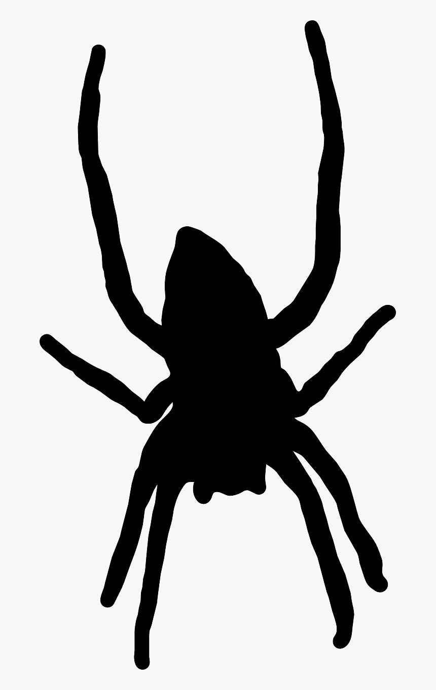 Png Spider Cartoon, Transparent Png, Free Download