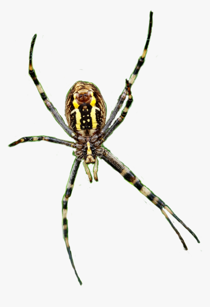 Spider Spiders Spiderweb Legs Insects Scary Creepy Yellow