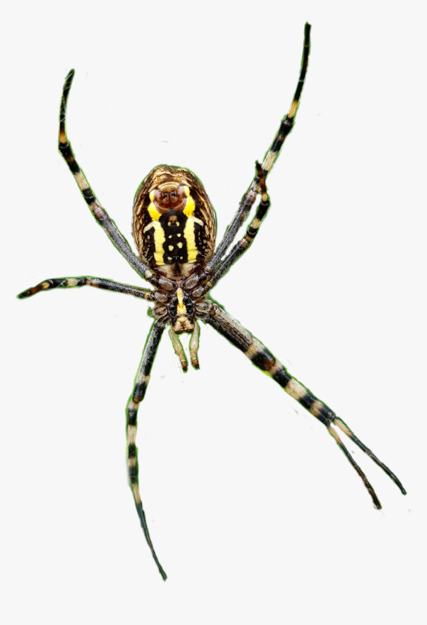 #spider #spiders #spiderweb #legs #insects #scary #creepy - Yellow Garden Spider, HD Png Download, Free Download