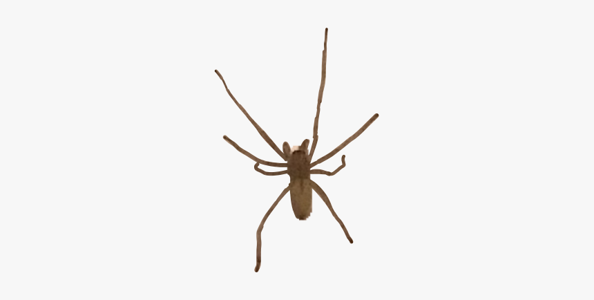 Widow Spider, HD Png Download, Free Download