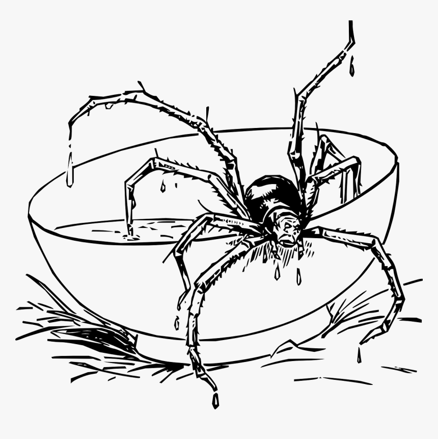 Spider Bowl Black And White Free Photo - Realistic Spider Coloring Pages, HD Png Download, Free Download