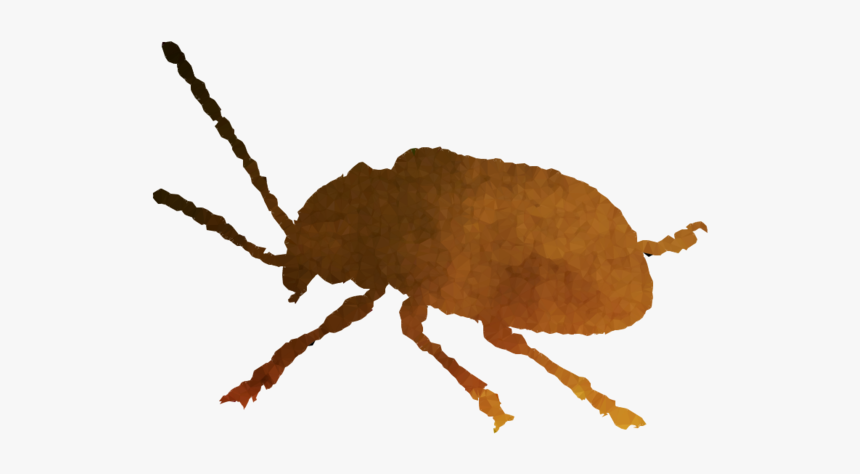 Transparent Image Clipart Free Transparent Background - Weevil, HD Png Download, Free Download