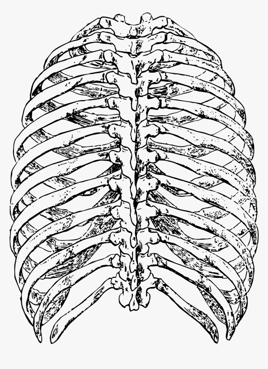 Rib Cage Png - Rib Cage Drawing Back, Transparent Png, Free Download