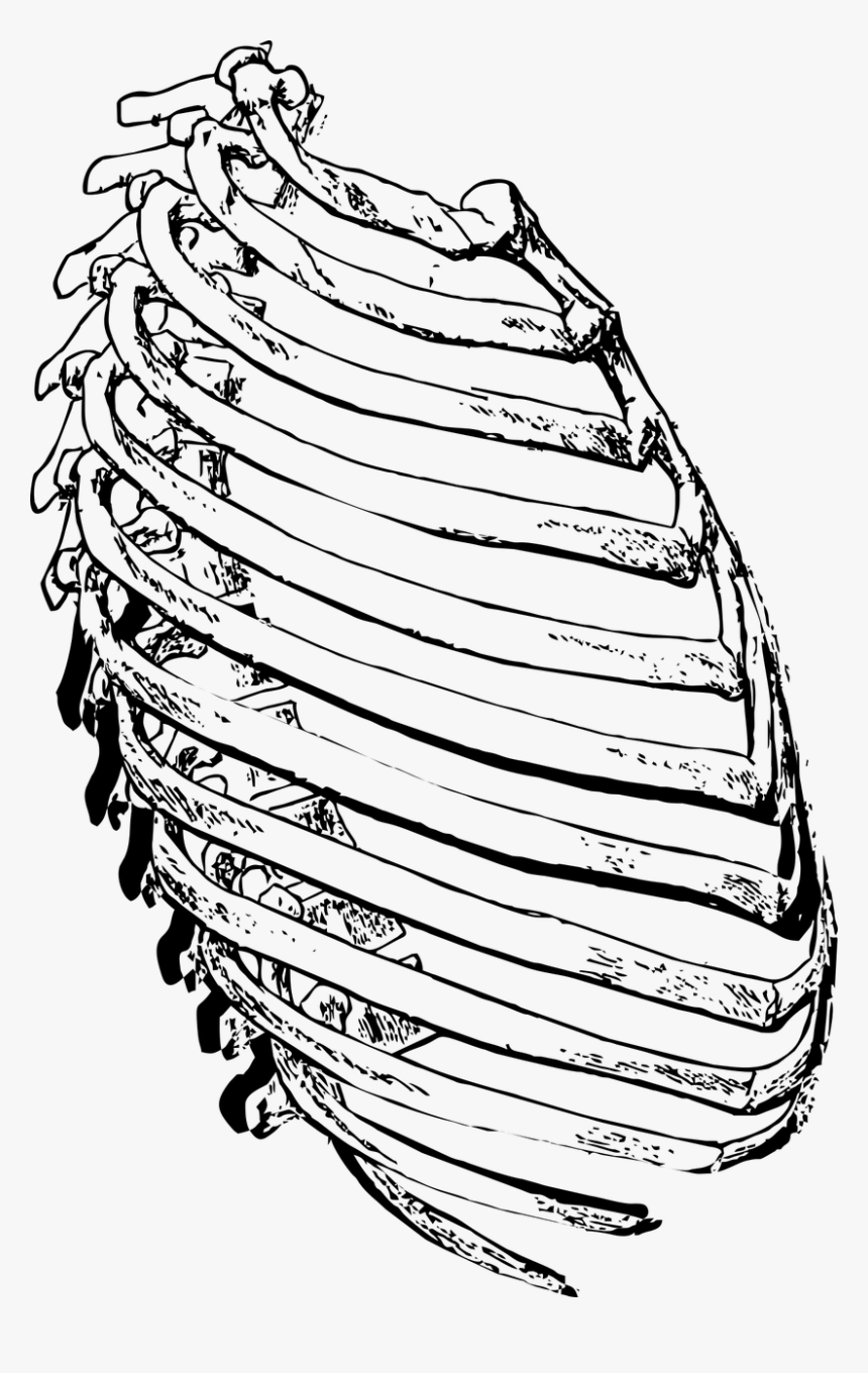 Rib Cage Png : Rib Cage Png Images Transparent Rib Cage Images