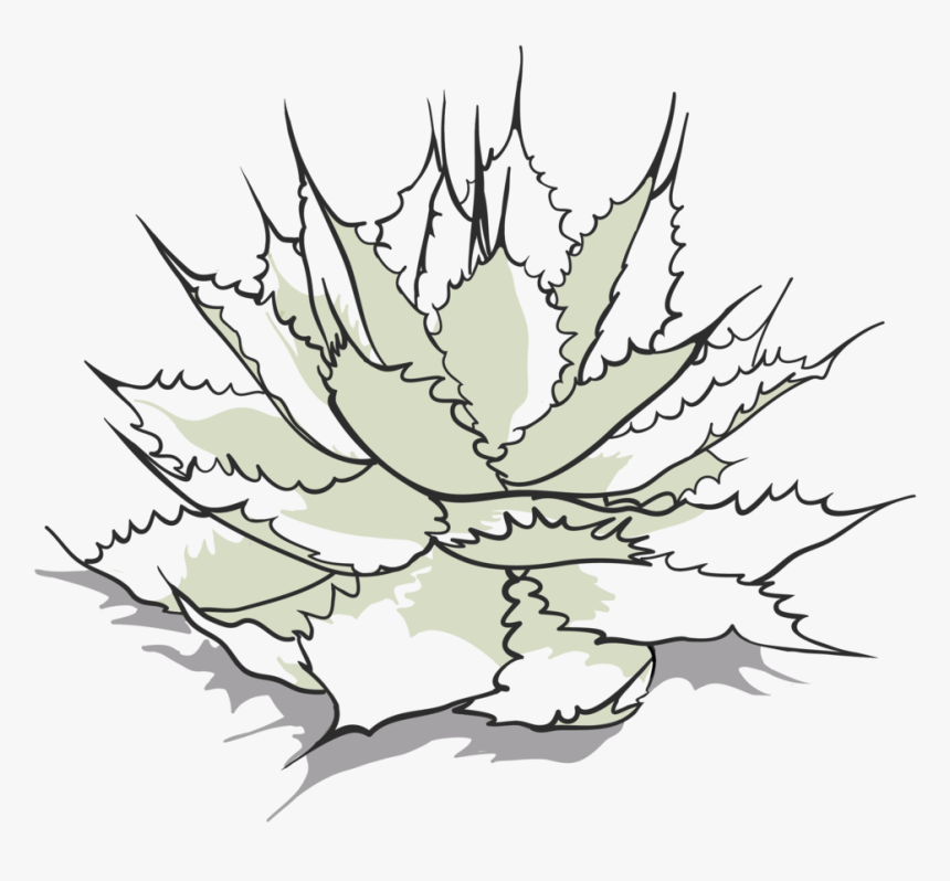 Tobala Drawing-01 - Agave, HD Png Download, Free Download