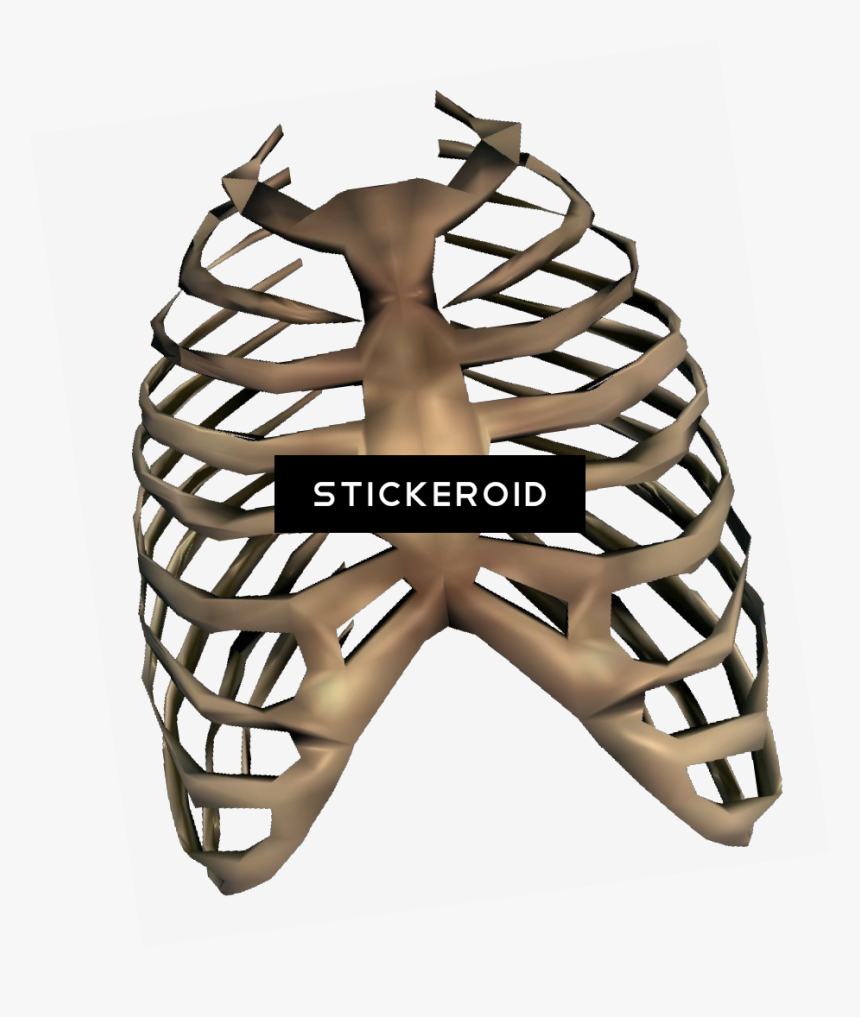 Rib Cage Transparent Clipart , Png Download - Rib Cage Png, Png Download, Free Download