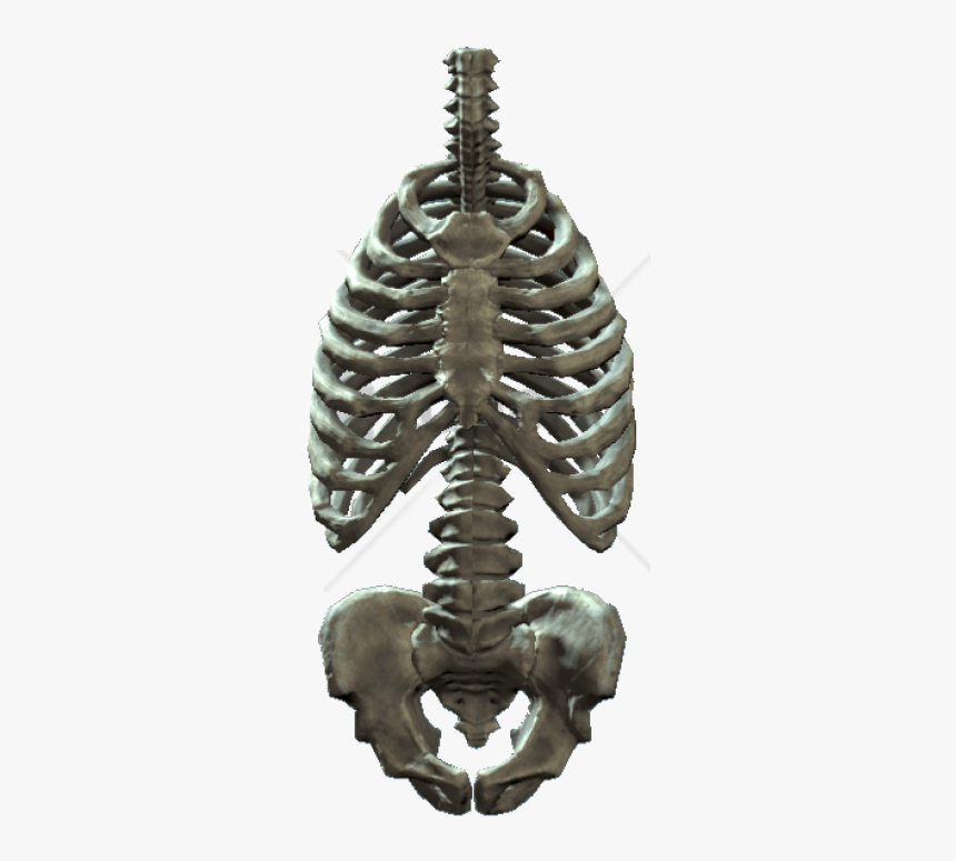 Bone - Rib Cage And Pelvis, HD Png Download, Free Download