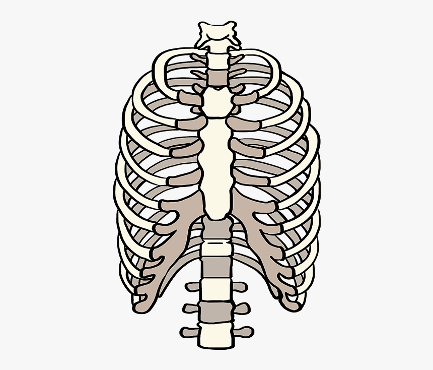How To Draw Rib Cage - Draw A Rib Cage, HD Png Download - kindpng.