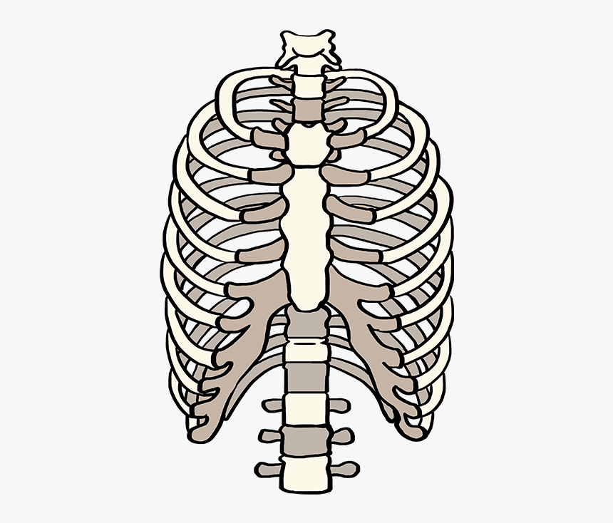 How To Draw Rib Cage - Draw A Rib Cage, HD Png Download, Free Download