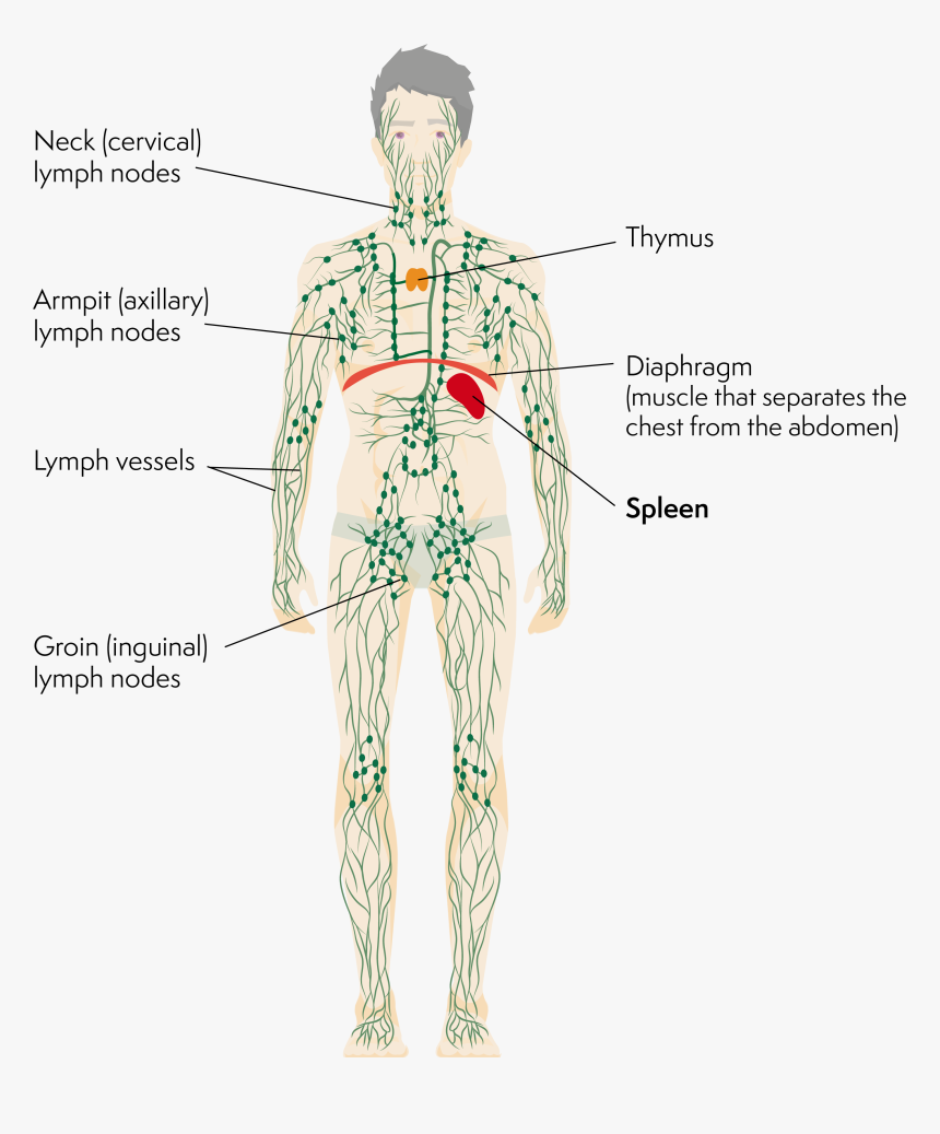 The Lymphatic System, Including The Spleen, HD Png Download, Free Download