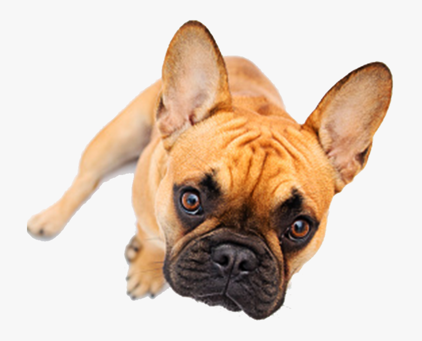 French Bulldog, HD Png Download, Free Download