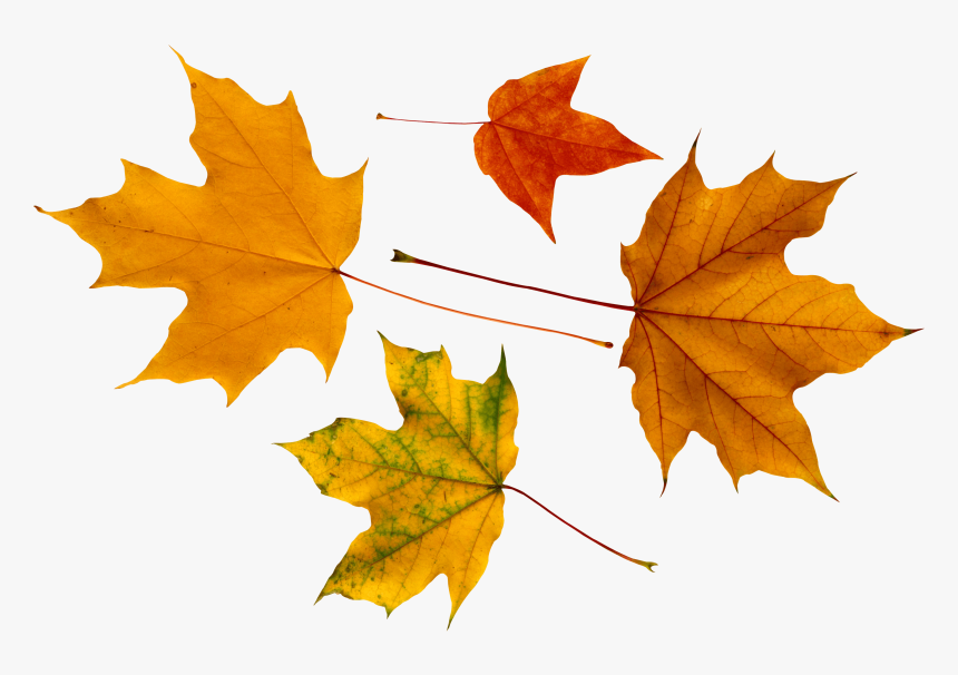 Hojas De Otoño - Maple Leaf, HD Png Download, Free Download