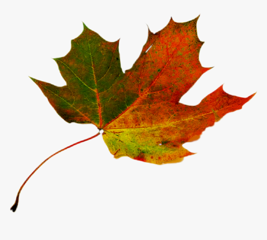 #hoja-otoño - Green Red Maple Leaf, HD Png Download, Free Download