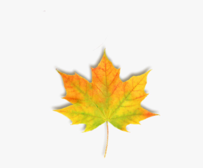 #hoja #leaf #leaves #hojas #autumn #otoño #orange #naranja - Maple Leaf, HD Png Download, Free Download