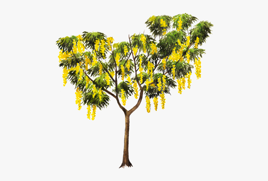 Golden Shower Tree Png, Transparent Png, Free Download