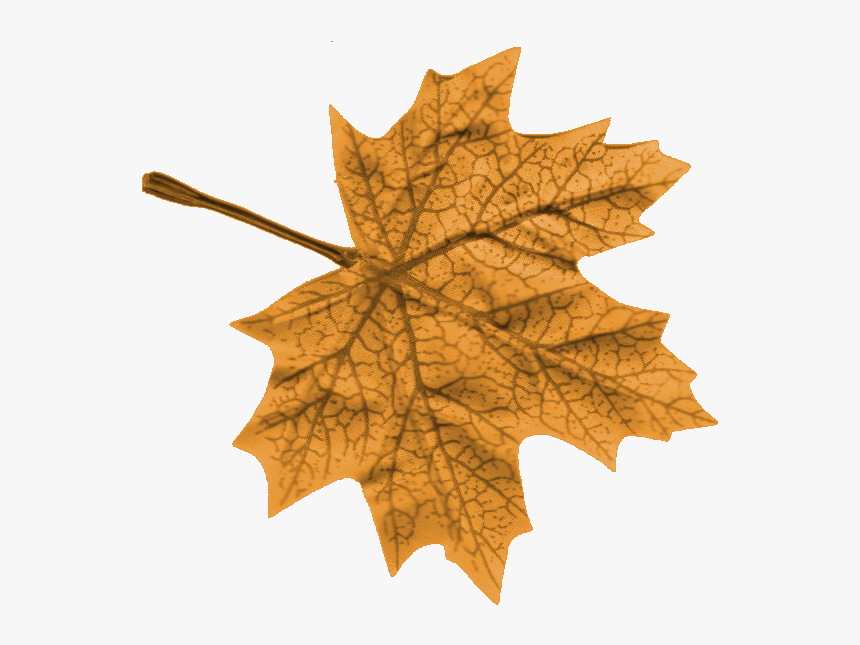 Leaf m. Кленовый лист. Кленовый лист для фотошопа. Кисть кленовый лист. Листья деревьев для фотошопа.