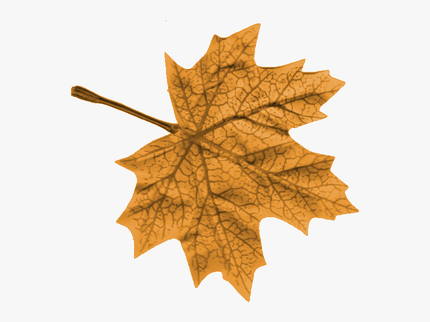 Hojas De Noviembre Png, Transparent Png, Free Download