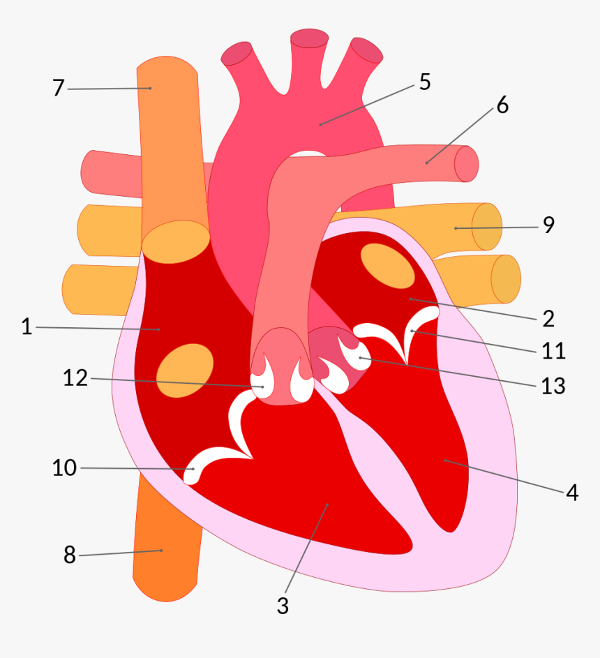 Flujo De La Sangre En El Corazon Sin Nombres, HD Png Download, Free Download