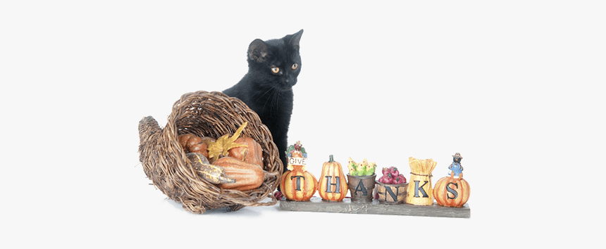 Happy Thanksgiving - Black Cat Thanksgiving, HD Png Download, Free Download