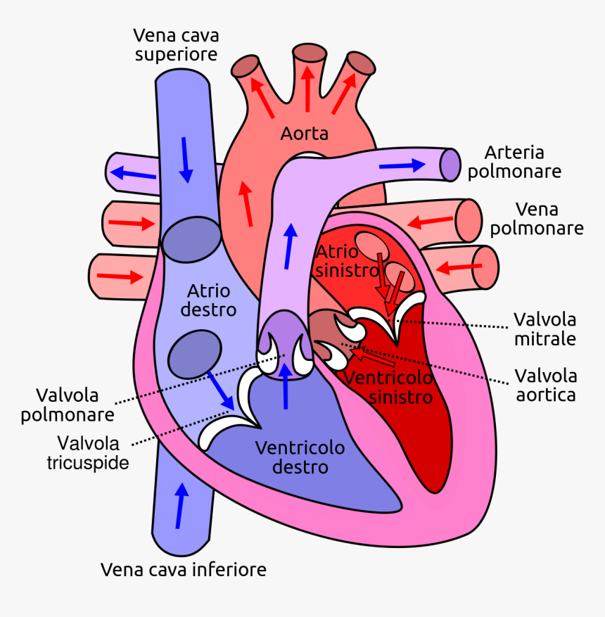 Side Of The Heart Pumps Blood, HD Png Download, Free Download