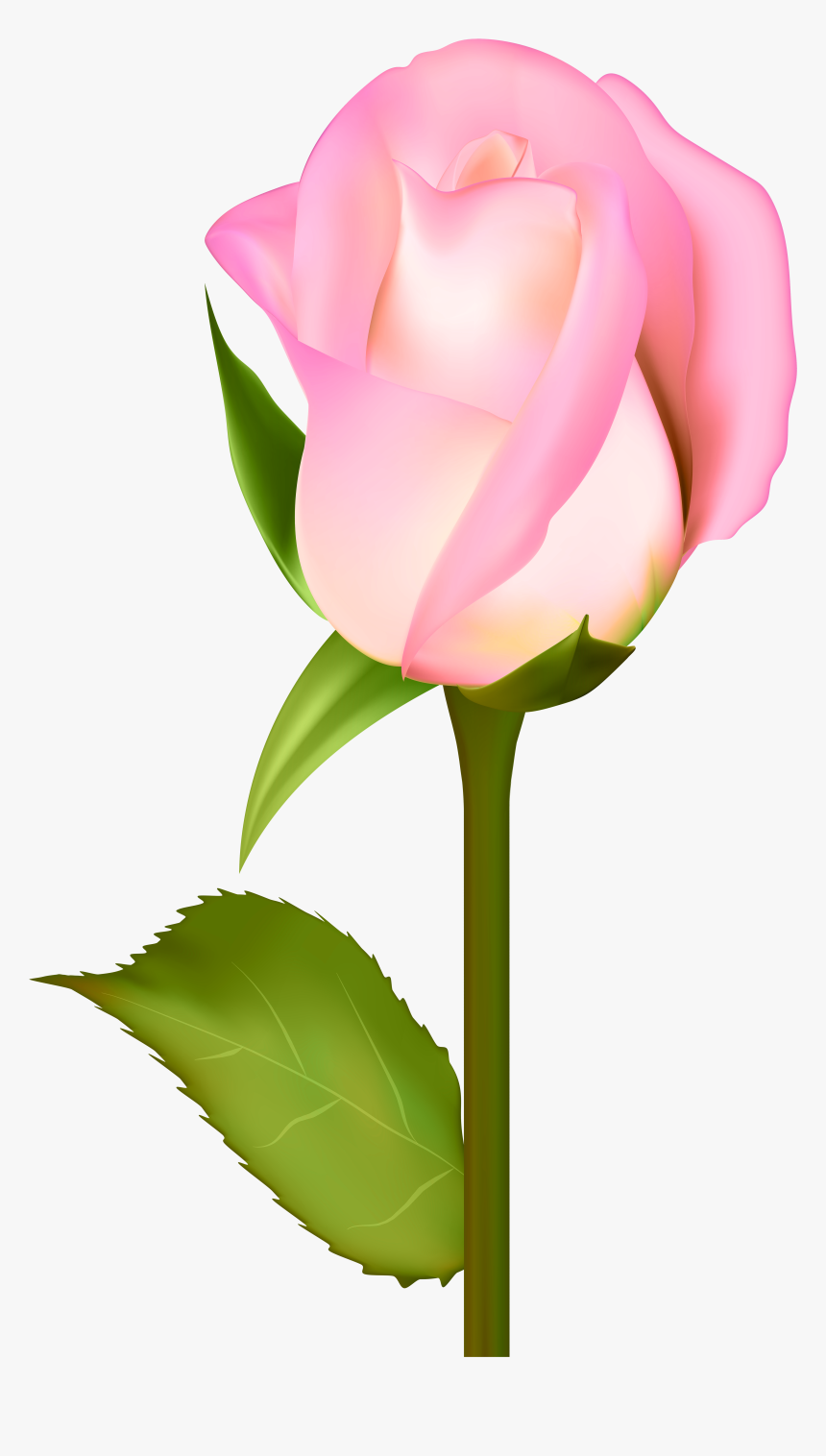 Beautiful Rose Transparent Clip Art Png Image Gallery, Png Download, Free Download