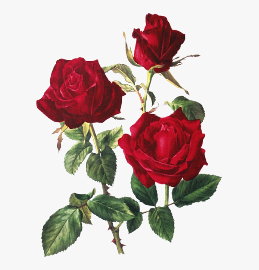 #roses #rose #red #thorns #passion #love - Illustration, HD Png Download, Free Download