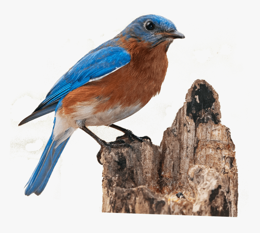 Pinzón En Un Tronco De Árbol Roto - Bluebird Png, Transparent Png, Free Download