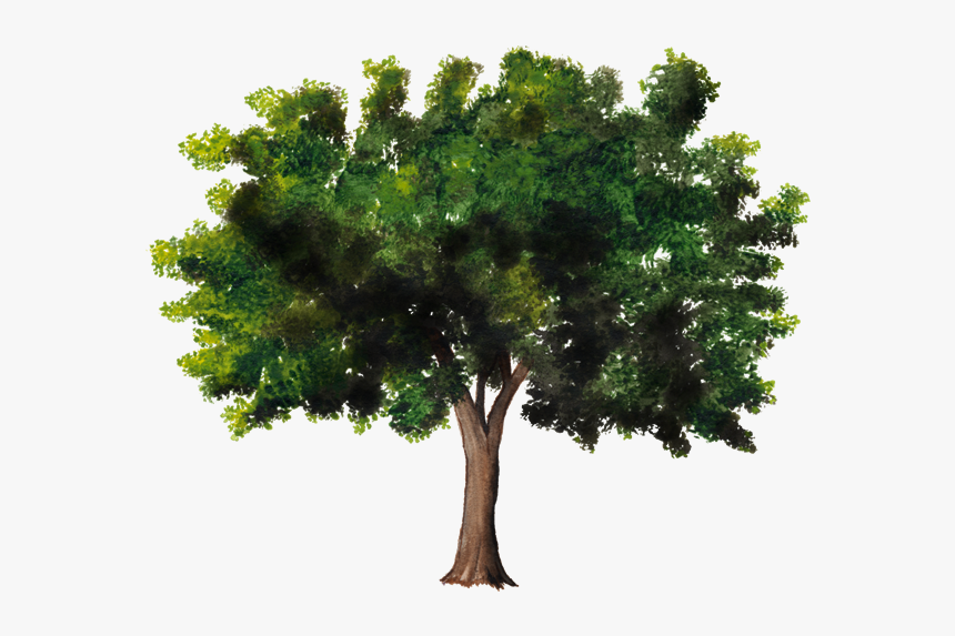 Texture Cutout Tree Png, Transparent Png, Free Download