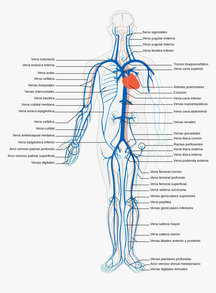 Body Veins, HD Png Download, Free Download