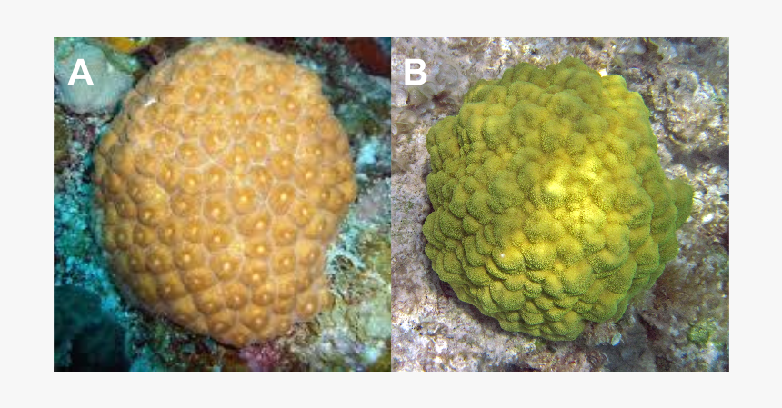 Mustard Hill Coral, HD Png Download, Free Download