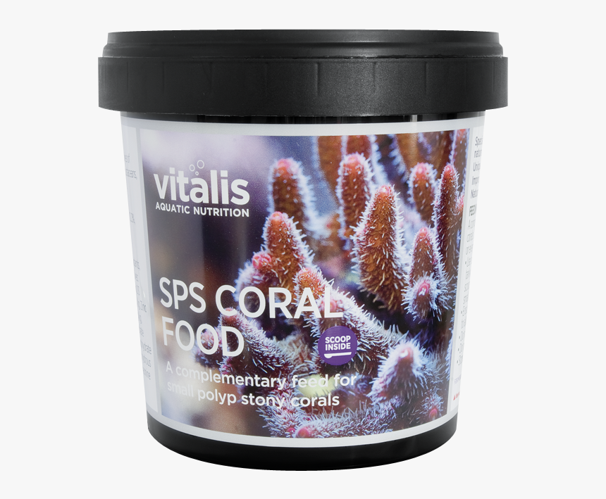 Stony Coral, HD Png Download, Free Download