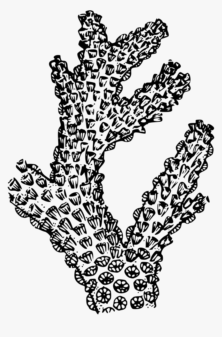 Sea Drawing Coral Reef - Black And White Coral Png, Transparent Png, Free Download