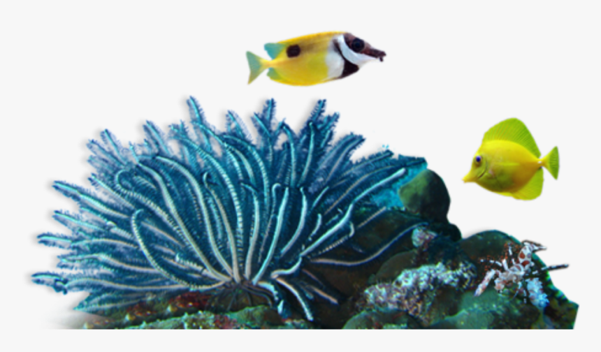 Coral Sea Png - Coral Reef Png, Transparent Png, Free Download