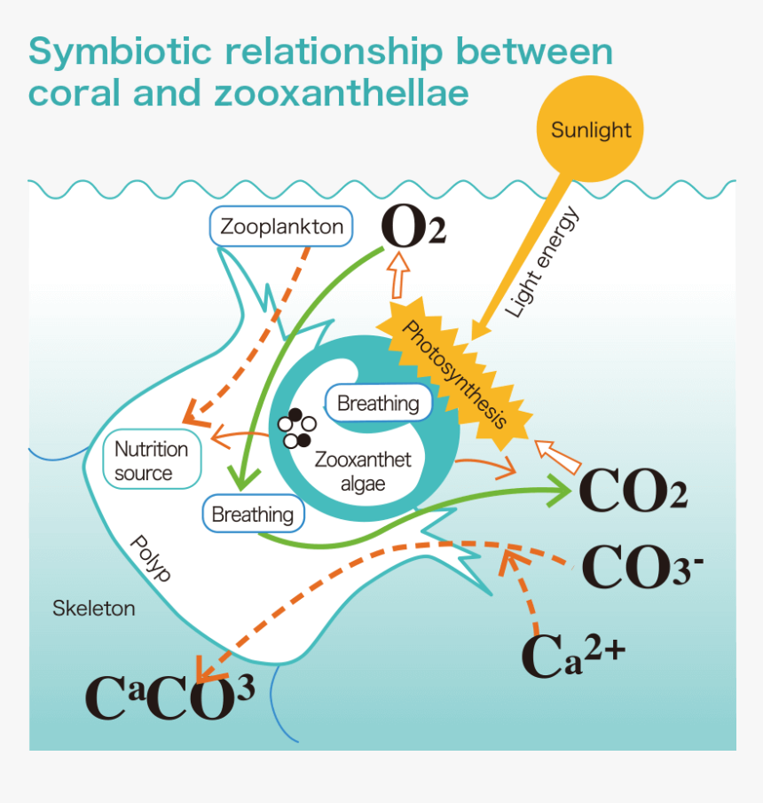 Symbiotic Relationship Between Coral And Zooxanthellae - Coral And Zooxanthellae Relationship, HD Png Download, Free Download