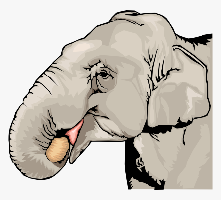 Vector Illustration Of African Elephant Eating With - Elephant, HD Png Download, Free Download